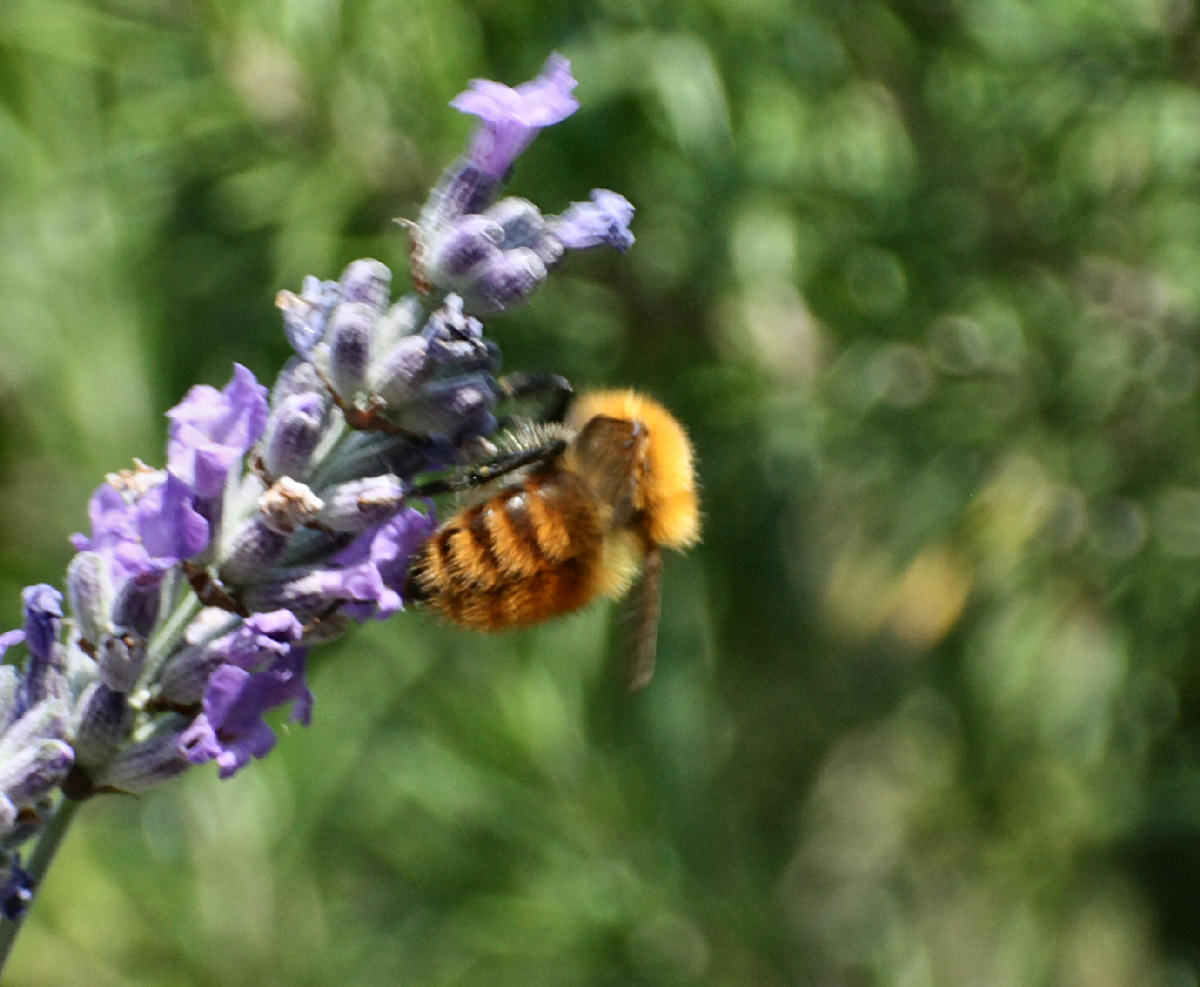 Bombus pasquorum   ???